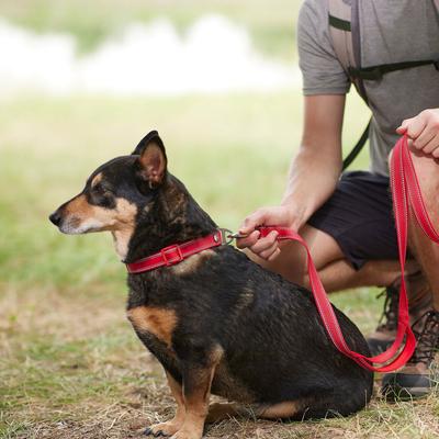 Show full view: Frisco Outdoor Premium Ripstop Nylon Harness with Pocket, Sunset Orange, Extra Large, Neck: 22 to 34-in, Girth: 32 to 44-in + Reflective Comfort Padded Dog Leash, Sunset Orange, Large - Length: 6-ft, Width: 1-in slide 9 of 10