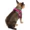 Show in main carousel: Frisco Outdoor Solid Textured Waterproof Stink Proof PVC Dog Harness, Boysenberry Purple,Extra Large, Neck: 22 to 33-in, Girth: 28 to 48-in slide 4 of 7