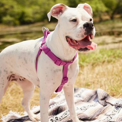 Show full view: Frisco Outdoor Solid Textured Waterproof Stink Proof PVC Dog Harness, Boysenberry Purple,Extra Large, Neck: 22 to 33-in, Girth: 28 to 48-in slide 5 of 7
