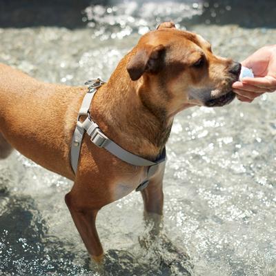 Show full view: Frisco Outdoor Solid Textured Waterproof Stink Proof PVC Dog Harness, Storm Gray, Large, Neck: 19 to 27-in, Girth: 23 to 36-in slide 5 of 7