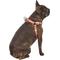 Show in main carousel: Frisco Outdoor Two Tone Waterproof Stinkproof PVC Dog Harness, Mars Red, L - Girth: 23 - 36-in slide 4 of 7