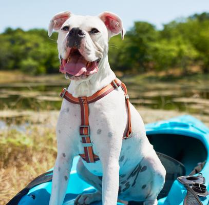 Show full view: Frisco Outdoor Two Tone Waterproof Stinkproof PVC Dog Harness, Mars Red, L - Girth: 23 - 36-in slide 5 of 7