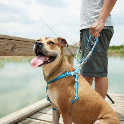 Show full view: Frisco Outdoor Two Tone Waterproof Stinkproof PVC Dog Harness, River Blue, XL - Girth: 32 - 44-in slide 5 of 7
