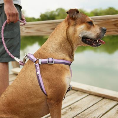 Show full view: Frisco Outdoor Two Tone Waterproof Stinkproof PVC Dog Harness, Shadow Purple, XL - Girth: 32 - 44-in slide 6 of 8