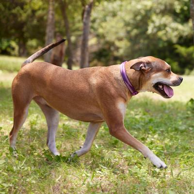 Show full view: Frisco Outdoor Woven Jacquard Nylon Dog Collar, Boysenberry Purple, MD - Neck: 14-20-in, Width: 3/4-in slide 5 of 9