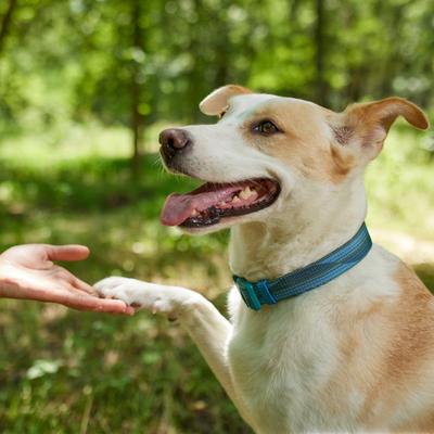 Show full view: Frisco Outdoor Woven Jacquard Nylon Dog Collar, River Blue, LG, Neck: 18 - 26-in, Width: 1-in slide 4 of 8