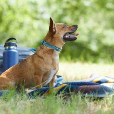 Show full view: Frisco Outdoor Woven Jacquard Nylon Dog Collar, River Blue, XS: Neck: 8-12-in, W: 5/8th -in slide 5 of 9