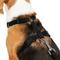 Show in main carousel: Frisco Padded No Pull Dog Harness, Black, M- Girth 22 to 34-in slide 2 of 10