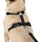 Show in main carousel: Frisco Padded No Pull Dog Harness, Black, S- Girth16 to 22-in slide 2 of 10