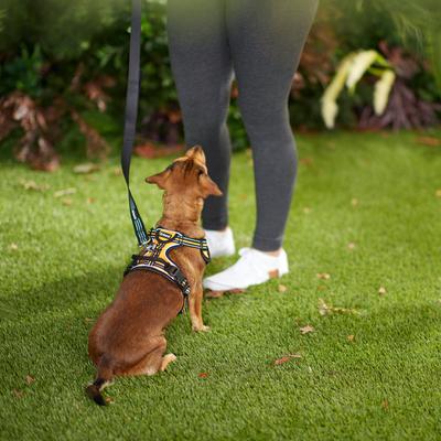 Show full view: Frisco Padded Reflective Harness, Orange, Small slide 3 of 7