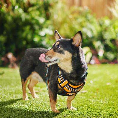 Show full view: Frisco Padded Reflective Harness, Orange, X-Large slide 3 of 7