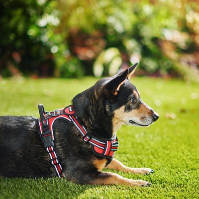 Show full view: Frisco Padded Reflective Harness, Red, Medium slide 4 of 8