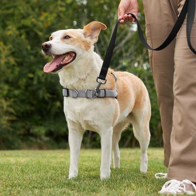 Show full view: Frisco Padded Reflective No Pull Harness, Gray/Black, XL slide 5 of 8