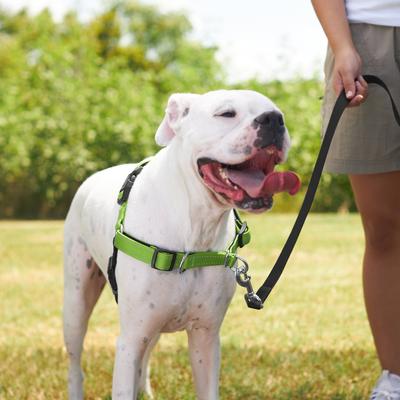 Show full view: Frisco Padded Reflective No Pull Harness, Green/Black, LG slide 5 of 8