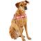 Show in main carousel: Frisco Padded Reflective No Pull Harness, Pink/Black, XL slide 4 of 8