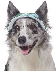 Frisco Palm Leaf Short Brimmed Bucket Dog & Cat Hat, Green, X-Large/XX-Large