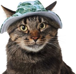 Frisco Palm Leaf Short Brimmed Bucket Dog & Cat Hat, Green, X-Small/Small