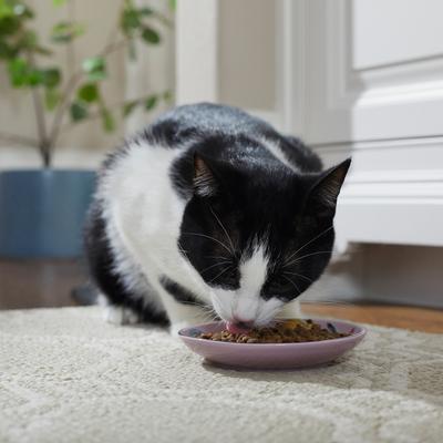 Show full view: Frisco Paris Non-skid Ceramic Cat Dish, Multi Color, 0.5 cup, 1 count slide 6 of 10