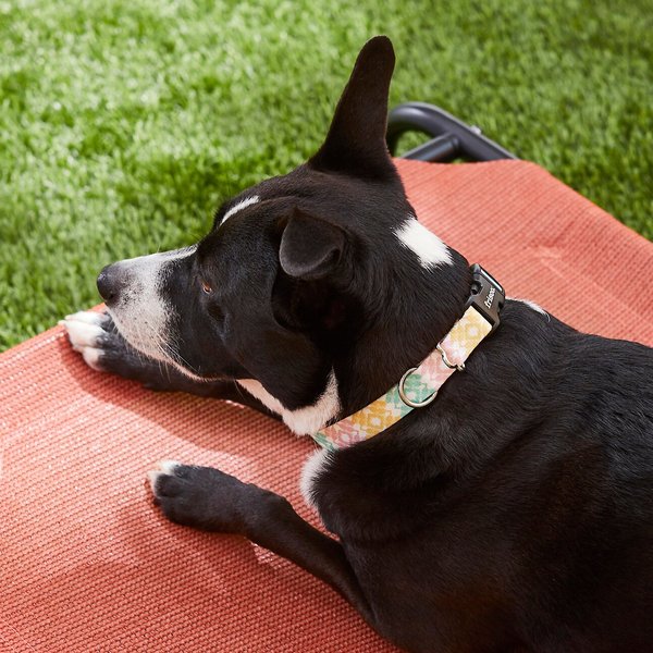 Show full view: Frisco Pastel Tie Dye Polyester Personalized Dog Collar, Medium: 14 to 20-in neck, 3/4-in wide slide 5 of 6