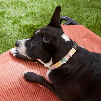 Show full view: Frisco Pastel Tie Dye Polyester Personalized Dog Collar, Medium: 14 to 20-in neck, 3/4-in wide slide 5 of 6