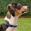 Show in main carousel: Frisco Patterned Nylon Dog Collar, Lime Polka Dot, XS: 8 to 12-in neck, 3/8-in W slide 3 of 7
