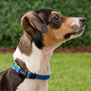 Frisco Patterned Nylon Dog Collar, Lime Polka Dot, XS: 8 to 12-in neck, 3/8-in W