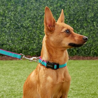 Frisco Patterned Nylon Dog Collar, Pink Polka Dot, S: 10 to 14-in neck, 5/8-in W slide 3 of 5