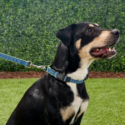 Show full view: Frisco Patterned Nylon Dog Leash, Lime Polka Dot, Medium: 6-ft long, 3/4-in wide slide 2 of 7