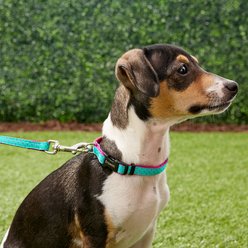 Frisco Patterned Nylon Dog Leash, Pink Polka Dot, X-Small: 6-ft long, 3/8-in wide slide 2 of 5
