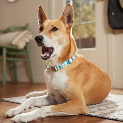 Show full view: Frisco Patterned Polyester Dog Collar, Barcode Stripe Baltic Teal, Medium slide 6 of 10