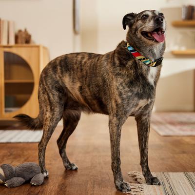 Show full view: Frisco Patterned Polyester Dog Collar, Diagonal Night Stripe, Large/X-Large slide 7 of 11