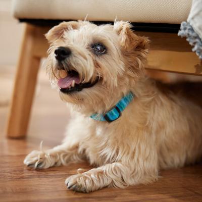 Show full view: Frisco Patterned Polyester Dog Collar, River Watercolor, X-Small slide 6 of 10