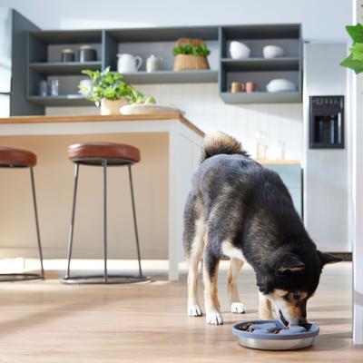 Show full view: Frisco Paw Design Silicone Stainless Steel Slow Feeder Dog & Cat Bowl, Grey, 2 Cup slide 3 of 9