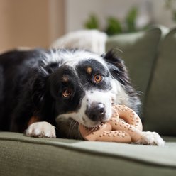 Frisco Peanut Butter Flavored Pretzel Rubber Chew Dog Toy for Heavy Chewers, Large/X-Large slide 2 of 7