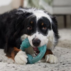 Frisco Peanut Butter Flavored Ring Nylon & TPR Dental Chew Dog Toy for Moderate Chewers, Large/X-Large slide 2 of 7