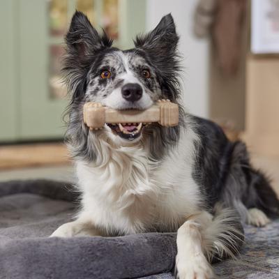 Show full view: Frisco Peanut Butter Flavored Textured Bone Nylon Chew Dog Toy for Heavy Chewers, Medium slide 5 of 10