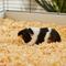 Show in main carousel: Frisco Pine Shaving Small Pet Bedding, 141-L slide 5 of 7