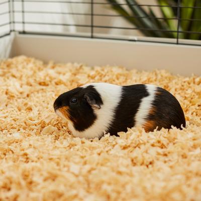Show full view: Frisco Pine Shaving Small Pet Bedding, 141-L slide 5 of 7
