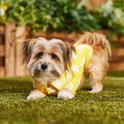 Frisco Pineapple Camp Dog & Cat Shirt, Yellow, Medium slide 2 of 9