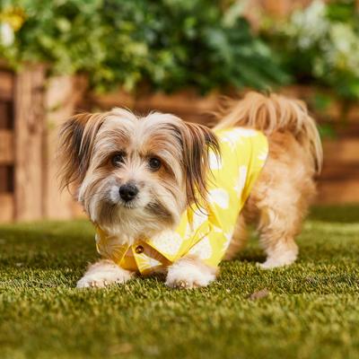 Show full view: Frisco Pineapple Camp Dog & Cat Shirt, Yellow, Medium slide 8 of 11