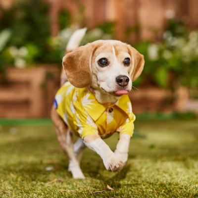 Show full view: Frisco Pineapple Camp Dog & Cat Shirt, Yellow, Small slide 8 of 11