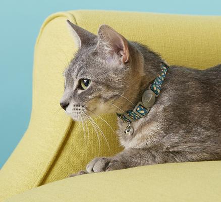 Show full view: Frisco Pineapple Polyester Breakaway Cat Collar with Bell, 8 to 12-in neck, 3/8-in wide slide 2 of 7
