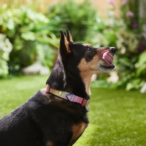 Frisco Pink Ombre Style Dog Collar, MD - Neck: 14 – 20-in, Width: 3/4-in