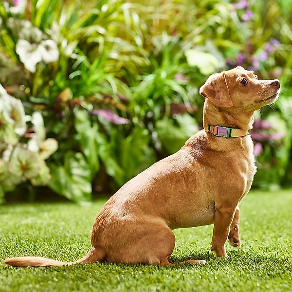 Show full view: Frisco Pink Ombre Style Dog Collar, SM - Neck: 10 – 14-in, Width: 5/8-in slide 4 of 6