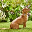 Show in main carousel: Frisco Pink Ombre Style Dog Collar, SM - Neck: 10 – 14-in, Width: 5/8-in slide 4 of 6