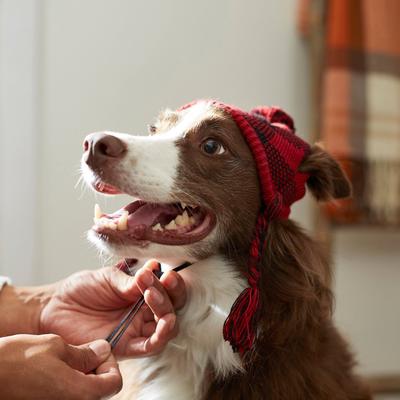 Show full view: Frisco Plaid Dog & Cat Knitted Hat, Red Buffalo Plaid, X-Large/XX-Large slide 4 of 6