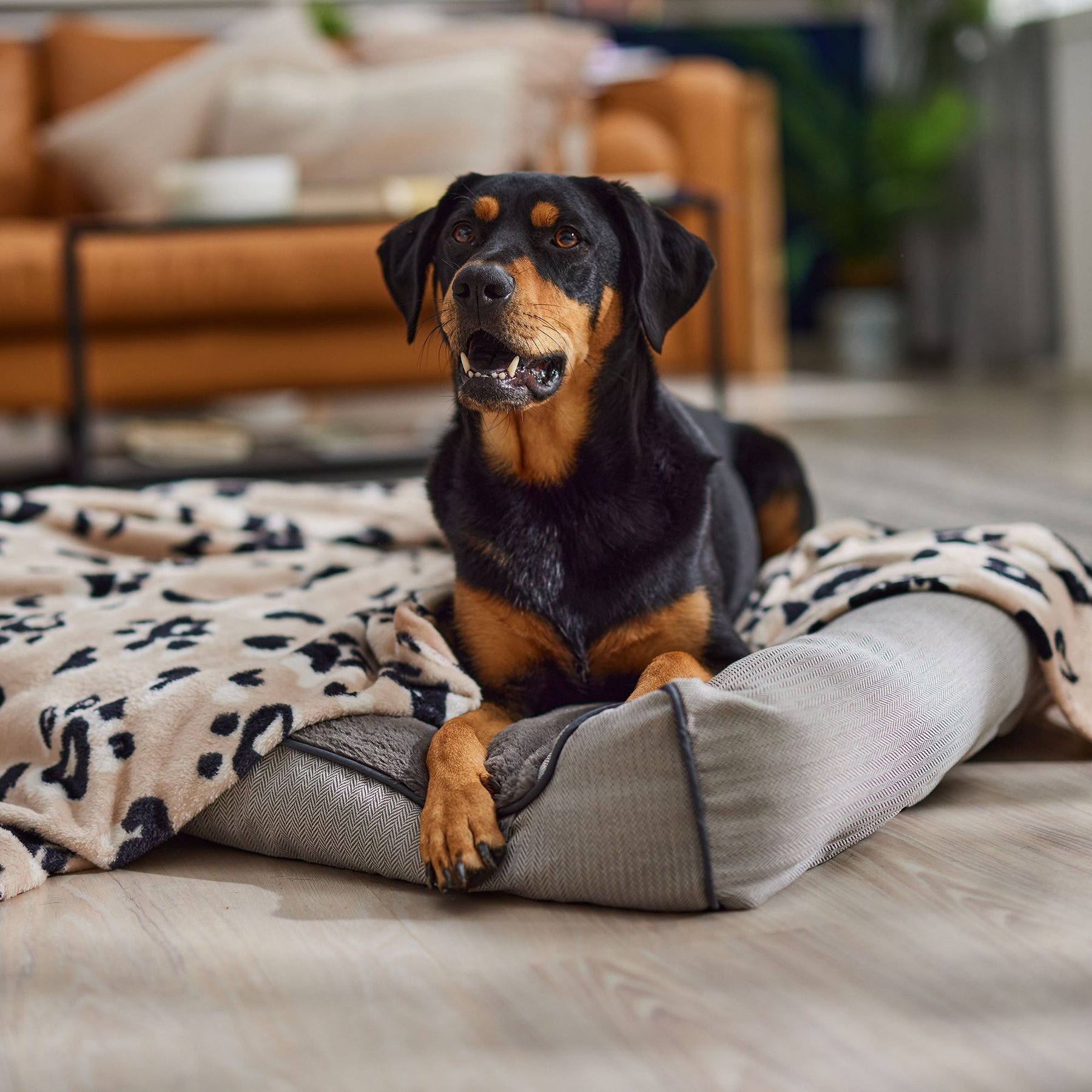 DOG IN BLANKET CDセット DOG IN BLANKET CDセット 邦楽