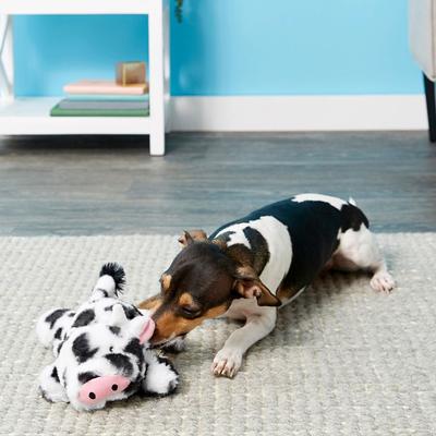 Show full view: Frisco Plush Squeaking Cow Toy, Medium + Playology All Natural Dual Layer Ring Dog Toy, Medium, Chicken Scented slide 4 of 9