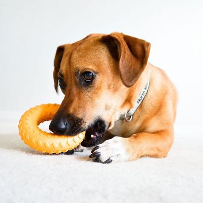 Show full view: Frisco Plush Squeaking Cow Toy, Medium + Playology All Natural Dual Layer Ring Dog Toy, Medium, Chicken Scented slide 9 of 9