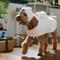 Show in main carousel: Frisco Polar Bear Ride-On Dog Costume, Large slide 4 of 7